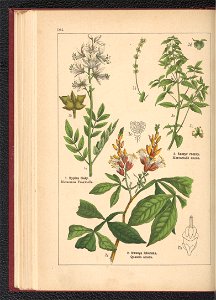 Atlas panstwa roslinnego 1900 (97592802)
