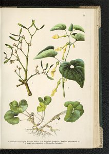 Atlas panstwa roslinnego 1911 (91273439)