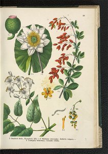 Atlas panstwa roslinnego 1911 (91273455)