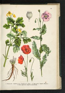 Atlas panstwa roslinnego 1911 (91273457)