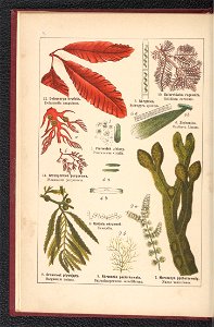 Atlas panstwa roslinnego 1900 (97591984)