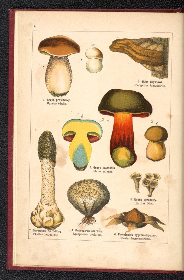 Atlas panstwa roslinnego 1900 (97591950)
