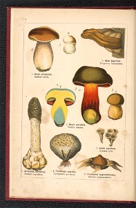 Atlas panstwa roslinnego 1900 (97591950)
