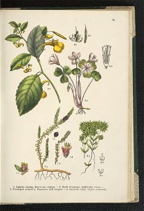 Atlas panstwa roslinnego 1911 (91273526)