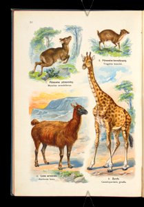Atlas panstwa zwierzecego. Cz. 1, Zwierzeta ssace 1905 (79908402)