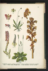 Atlas panstwa roslinnego 1911 (91273660)