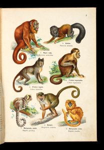 Atlas panstwa zwierzecego. Cz. 1, Zwierzeta ssace 1905 (79892775)