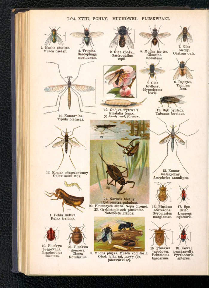 Atlas panstwa zwierzecego. Cz. 3, Gady, plazy, ryby i zwierzeta bezkregowe ca 1925 (104806138)