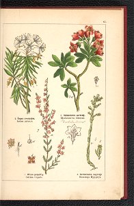 Atlas panstwa roslinnego 1900 (97592503)