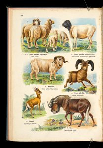 Atlas panstwa zwierzecego. Cz. 1, Zwierzeta ssace 1905 (79906222)