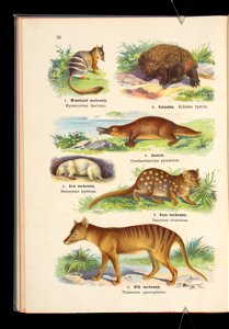 Atlas panstwa zwierzecego. Cz. 1, Zwierzeta ssace 1905 (79911300)