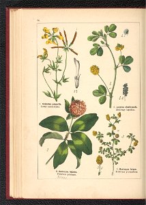 Atlas panstwa roslinnego 1900 (97592736)