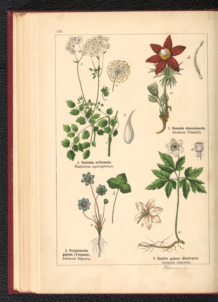 Atlas panstwa roslinnego 1900 (97592935)