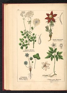 Atlas panstwa roslinnego 1900 (97592935)