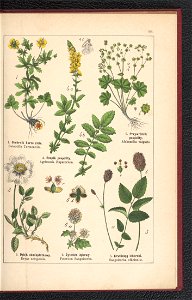 Atlas panstwa roslinnego 1900 (97592712)