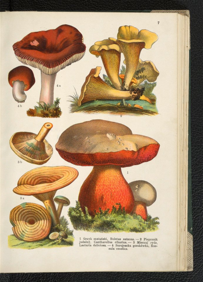 Atlas panstwa roslinnego 1911 (91273283)