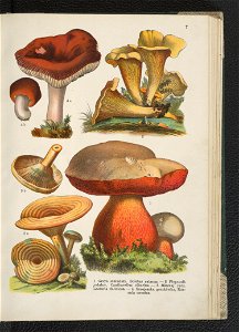 Atlas panstwa roslinnego 1911 (91273283)