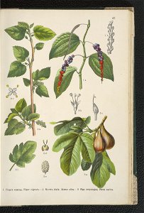 Atlas panstwa roslinnego 1911 (91273424)