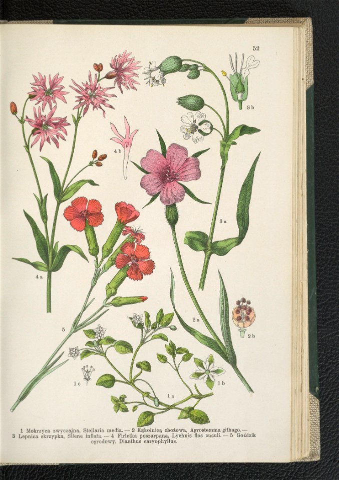 Atlas panstwa roslinnego 1911 (91273443)