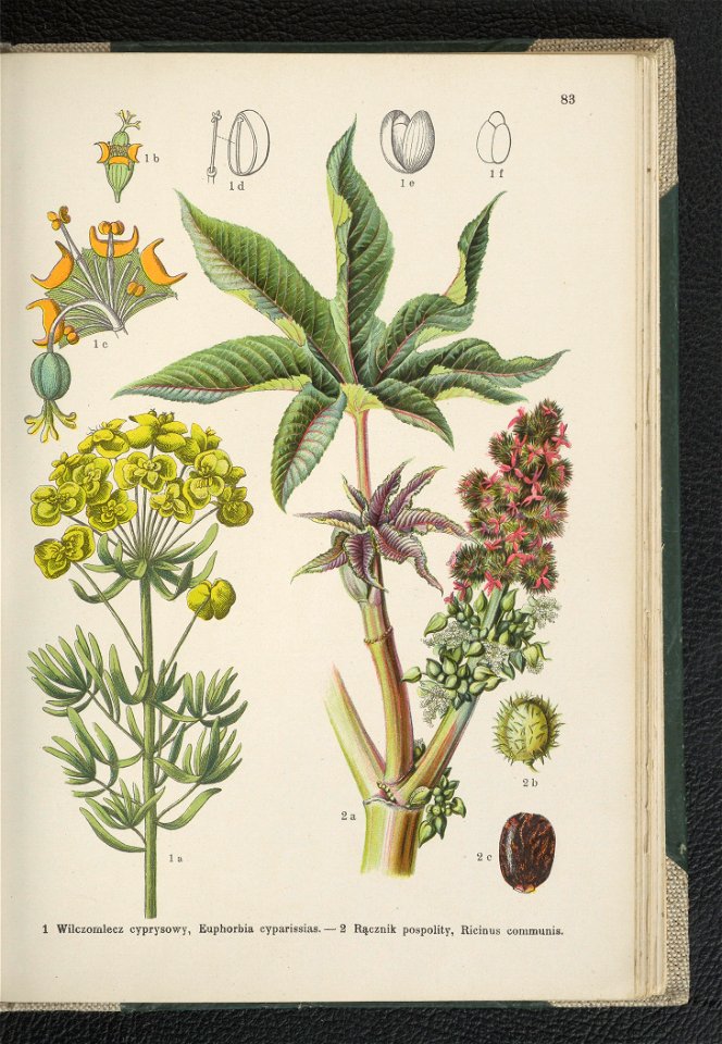 Atlas panstwa roslinnego 1911 (91273544)