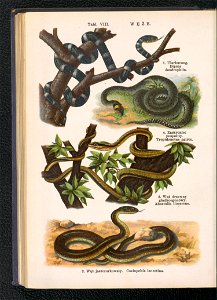 Atlas panstwa zwierzecego. Cz. 3, Gady, plazy, ryby i zwierzeta bezkregowe ca 1925 (104806002)