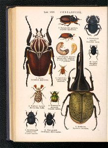 Atlas panstwa zwierzecego. Cz. 3, Gady, plazy, ryby i zwierzeta bezkregowe ca 1925 (104806195)