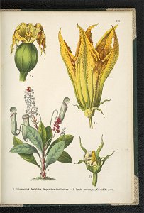 Atlas panstwa roslinnego 1911 (91273668)