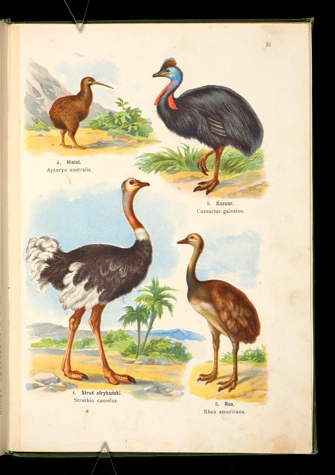 Atlas panstwa zwierzecego. Cz. 2, Ptaki 1905 (80640884)