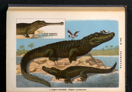 Atlas panstwa zwierzecego. Cz. 3, Gady, plazy, ryby i zwierzeta bezkregowe ca 1925 (104805955)