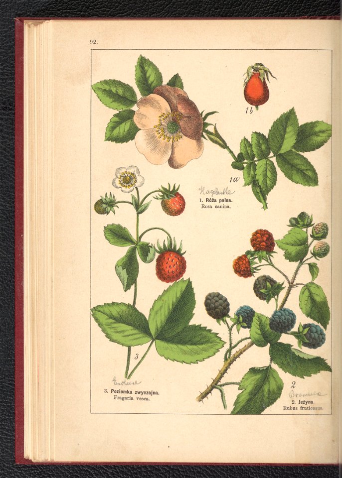 Atlas panstwa roslinnego 1900 (97592698)