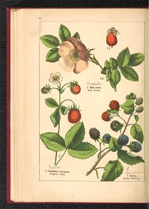 Atlas panstwa roslinnego 1900 (97592698)