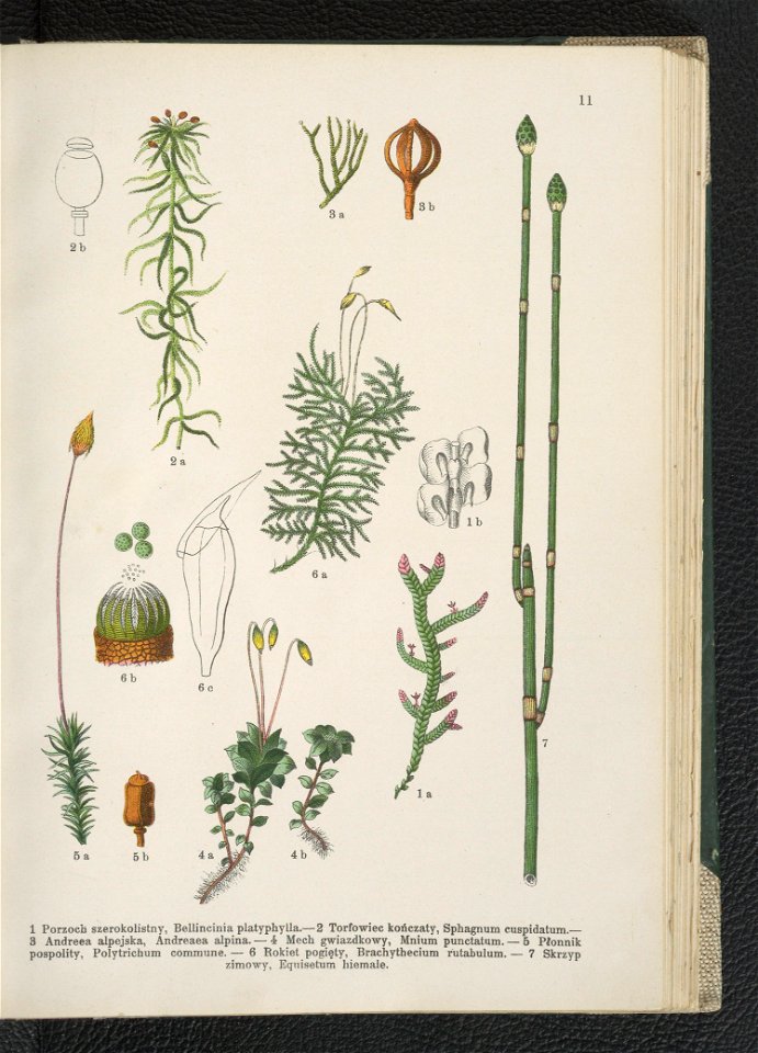 Atlas panstwa roslinnego 1911 (91273301)