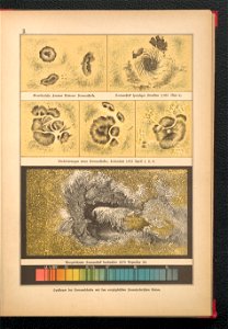 Bilder-Atlas der Sternenwelt - eine Astronomie fur jedermann 1888 (128494920)