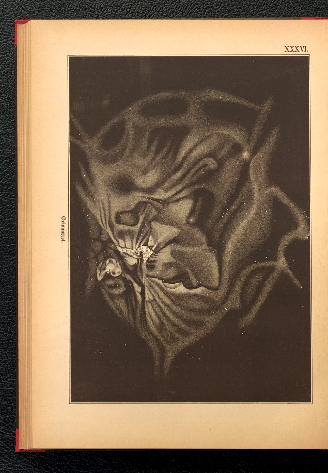 Bilder-Atlas der Sternenwelt - eine Astronomie fur jedermann 1888 (128495887)