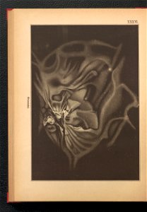 Bilder-Atlas der Sternenwelt - eine Astronomie fur jedermann 1888 (128495887)