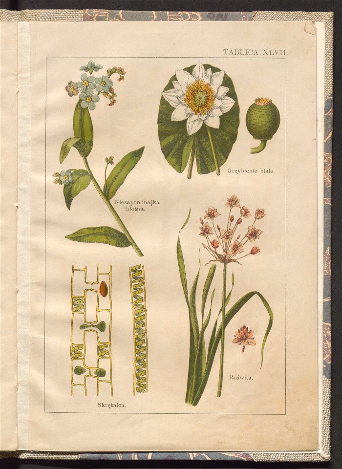 Botanika dla klas nizszych szkol srednich - atlas 1913 (107392333)