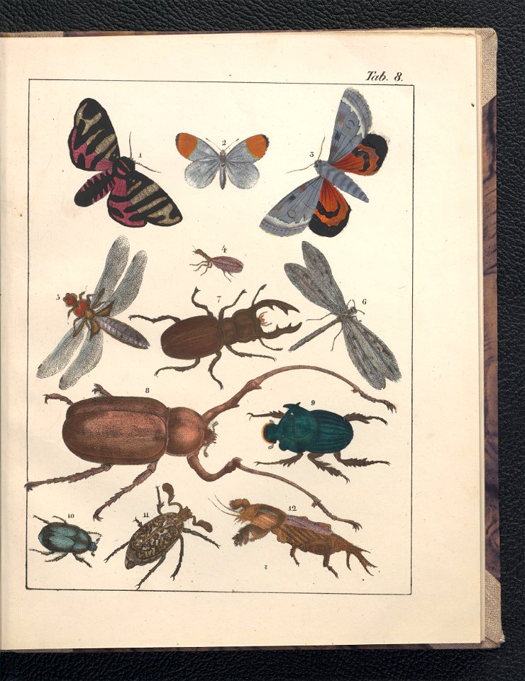 Galerya obrazowa zwierzat 1839 (105543198)