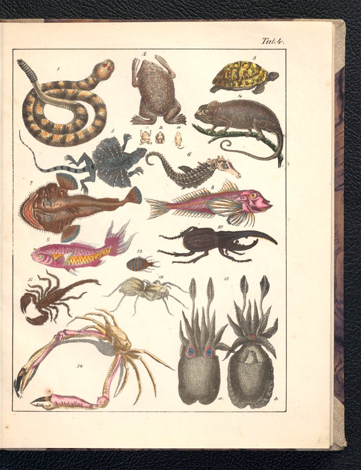 Galerya obrazowa zwierzat 1839 (105543178)