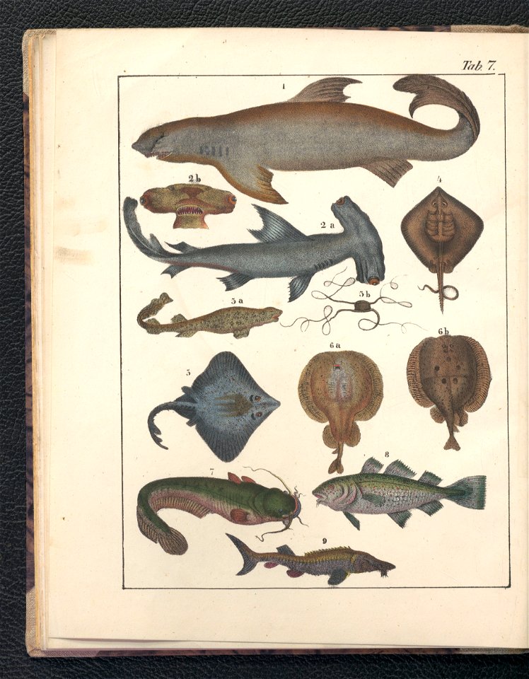 Galerya obrazowa zwierzat 1839 (105543194)