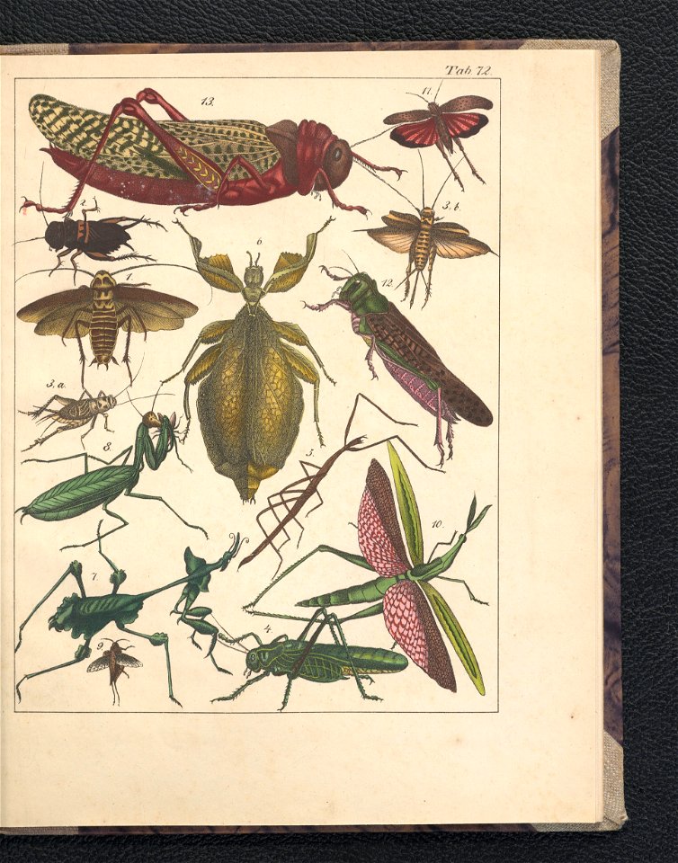 Galerya obrazowa zwierzat 1839 (105543526)