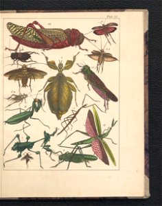 Galerya obrazowa zwierzat 1839 (105543526)