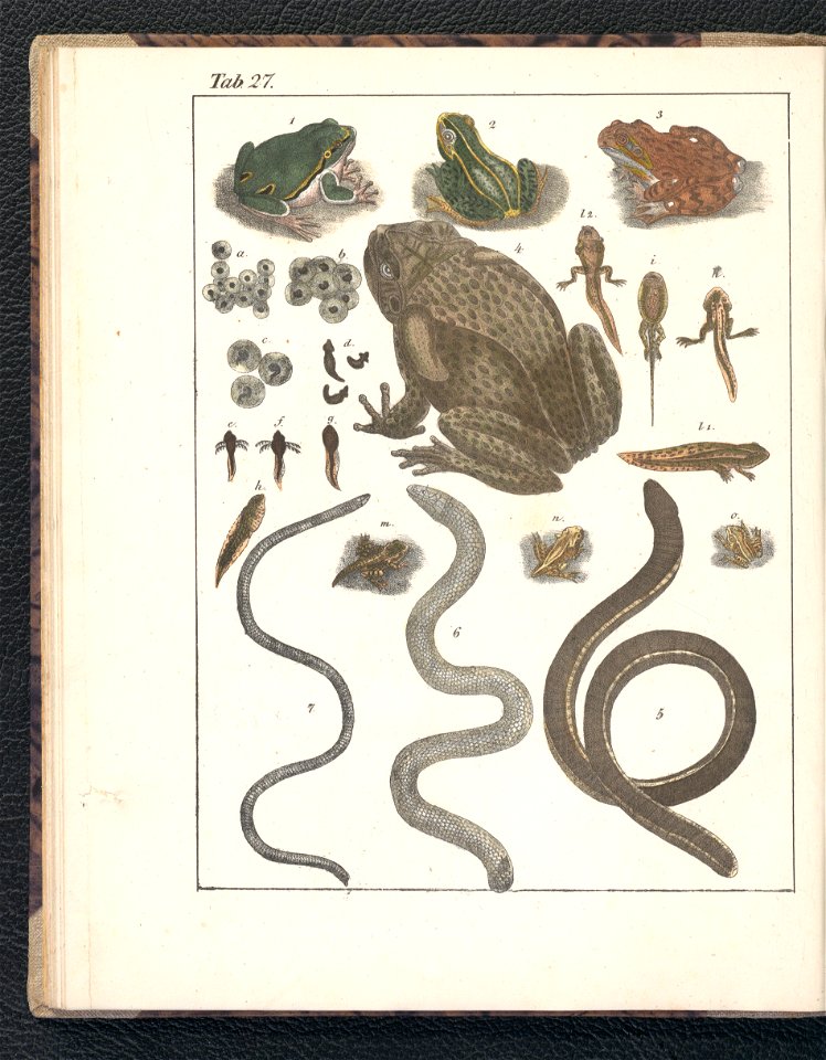 Galerya obrazowa zwierzat 1839 (105543329)