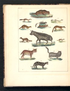 Galerya obrazowa zwierzat 1839 (105543404)