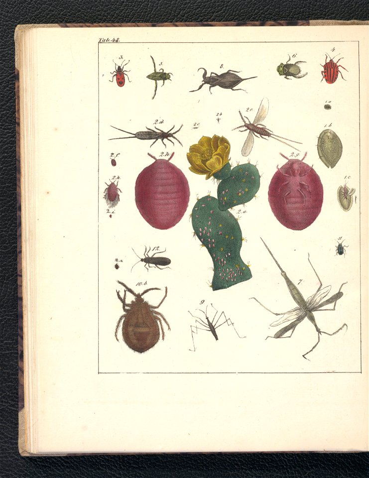 Galerya obrazowa zwierzat 1839 (105543413)