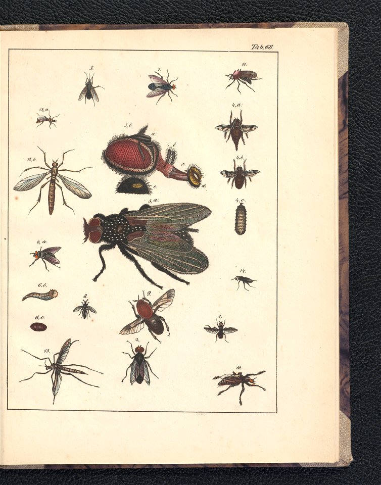 Galerya obrazowa zwierzat 1839 (105543518)