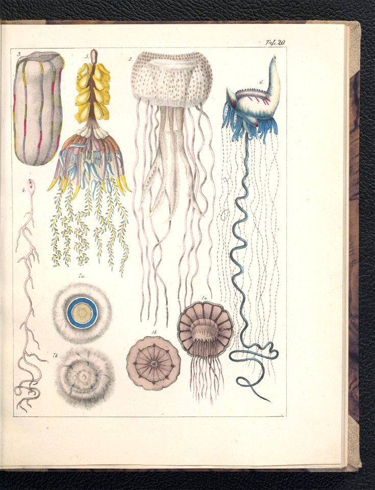 Galerya obrazowa zwierzat 1839 (105543288)