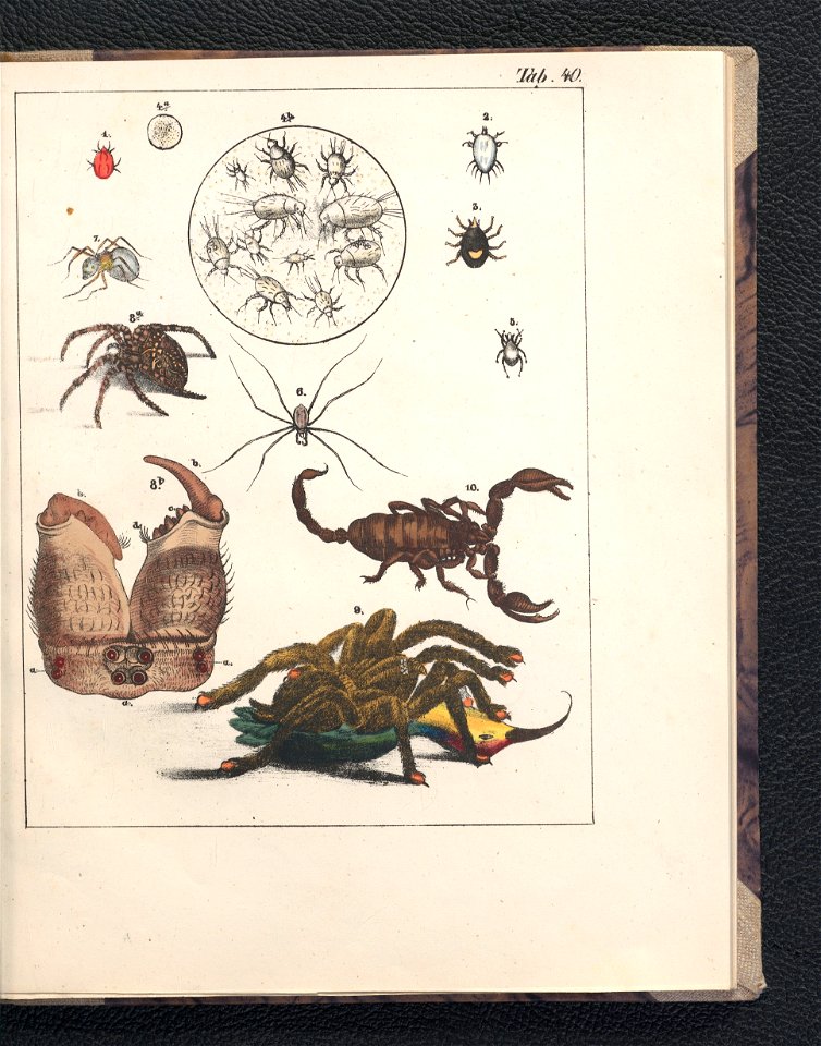 Galerya obrazowa zwierzat 1839 (105543393)