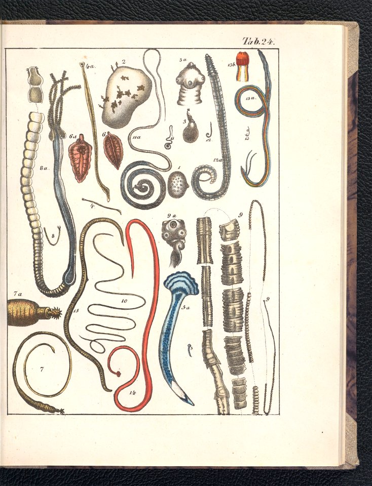 Galerya obrazowa zwierzat 1839 (105543311)