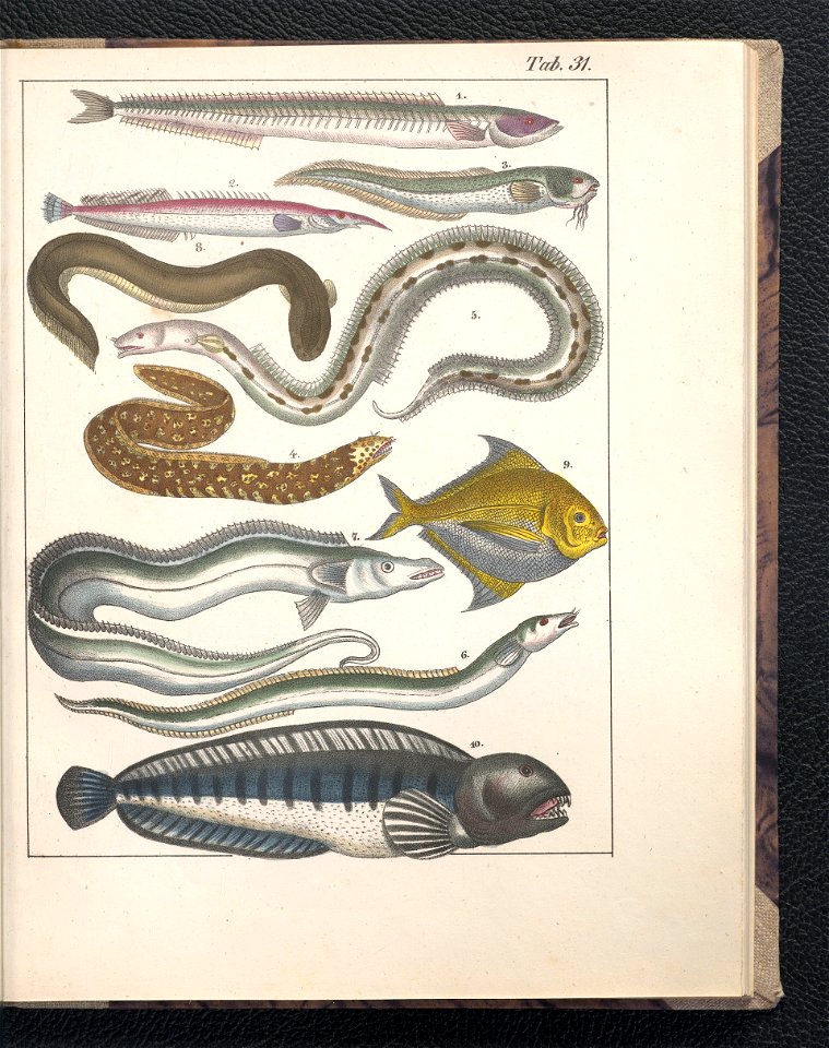 Galerya obrazowa zwierzat 1839 (105543346)