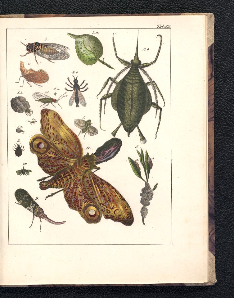 Galerya obrazowa zwierzat 1839 (105543434)